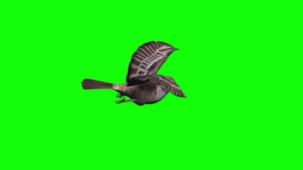 Vrabec Létající Zelené Obrazovce — Stock video