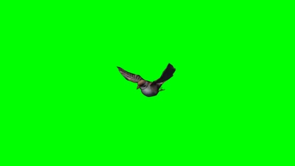 Sparrow Flying Green Screen — Stock Video