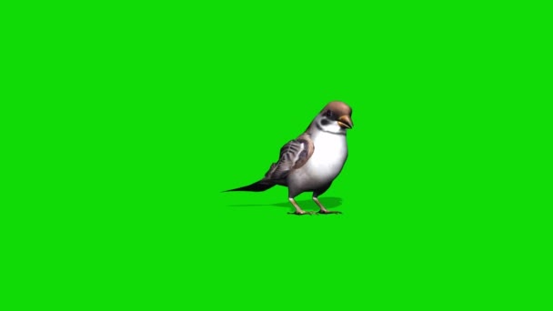 Sparrow Tweetar Tela Verde — Vídeo de Stock