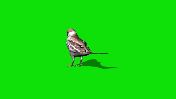 Sparrow Twittando Sullo Schermo Verde — Video Stock