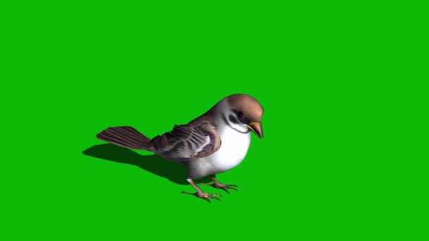 Sparrow Tweetar Tela Verde — Vídeo de Stock