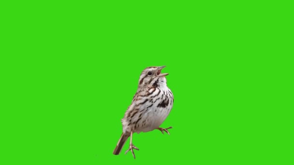Sparrow Tweeting Green Screen — Stock Video