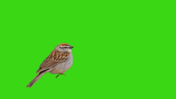 Sparrow Tweetar Tela Verde — Vídeo de Stock