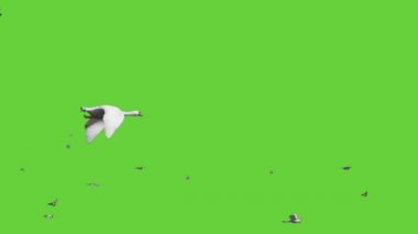 Yeşil Ekranda Uçan Kuş Sürüsü