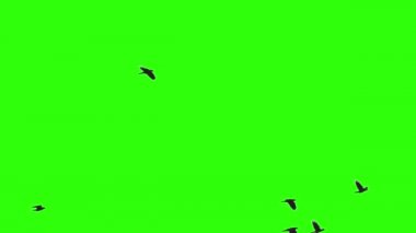 Yeşil Ekranda Uçan Kuş Sürüsü