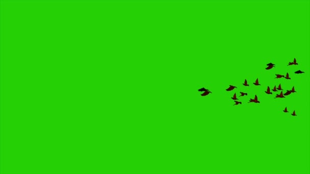 Troupeau Oiseaux Volant Sur Écran Vert — Video