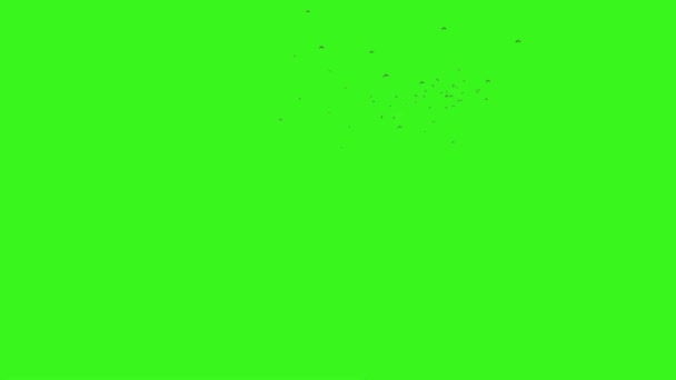 緑の画面上を飛ぶカモメの群れ — ストック動画