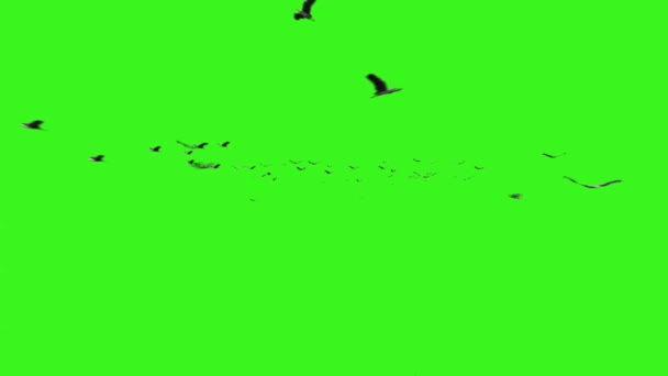 Manada Cigüeñas Volando Pantalla Verde — Vídeo de stock