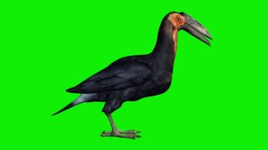 Geyik Gagası Yeme ve Bakma Yeşil Ekran