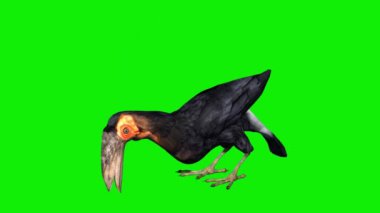 Geyik Gagası Yeme ve Bakma Yeşil Ekran