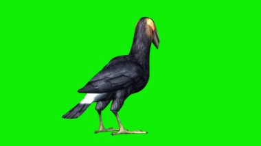 Geyik Gagası Yeme ve Bakma Yeşil Ekran