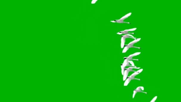 Zwerm Zwanen Die Het Groene Scherm Vliegen — Stockvideo