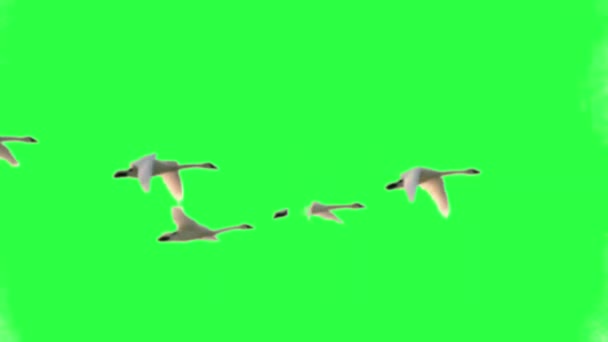Troupeau Cygnes Volant Sur Écran Vert — Video