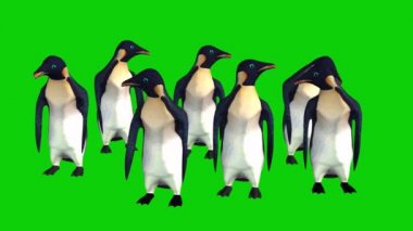 Penguenler Yeşil Ekrana Bakıyor