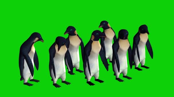 Pinguïns Kijken Rond Groen Scherm — Stockvideo
