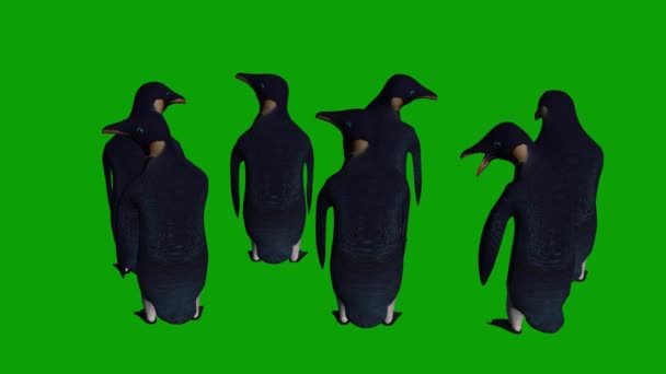 企鹅在绿色屏幕上环视四周 — 图库视频影像