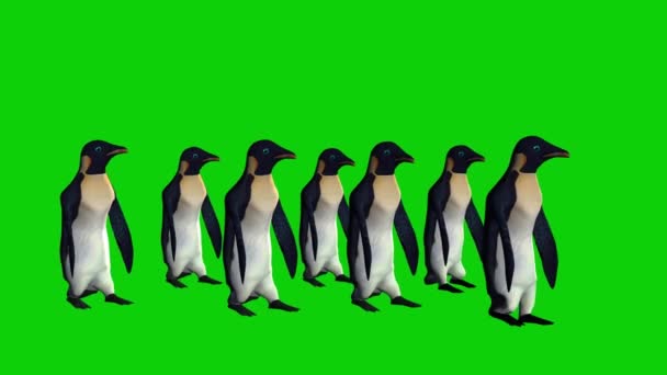 Pinguïns Wandelen Groen Scherm — Stockvideo