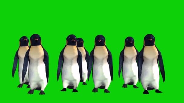 企鹅在绿色屏幕上行走 — 图库视频影像