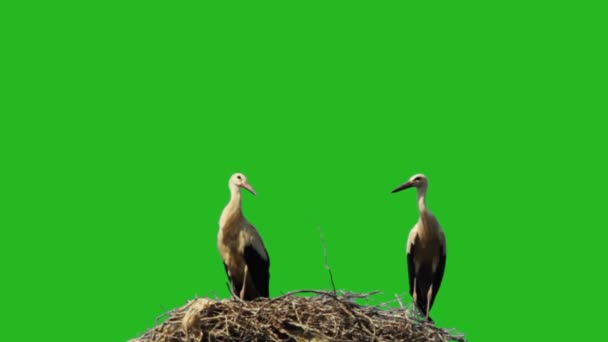 Bociany Siedzące Zielonym Ekranie Gniazda — Wideo stockowe