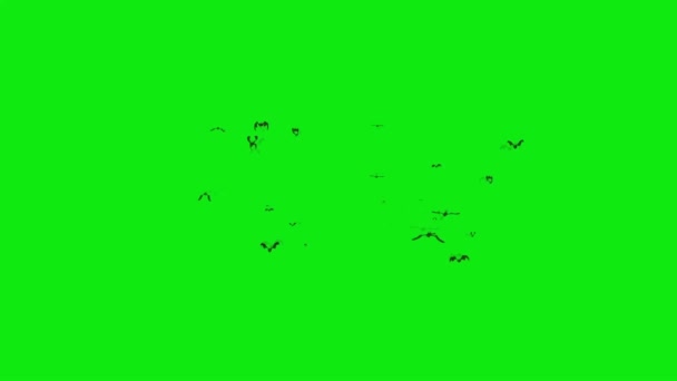Rebanho Morcegos Voando Tela Verde — Vídeo de Stock