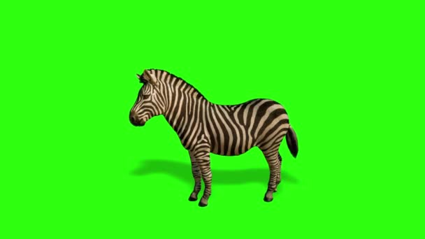 斑马在看绿色屏幕 — 图库视频影像