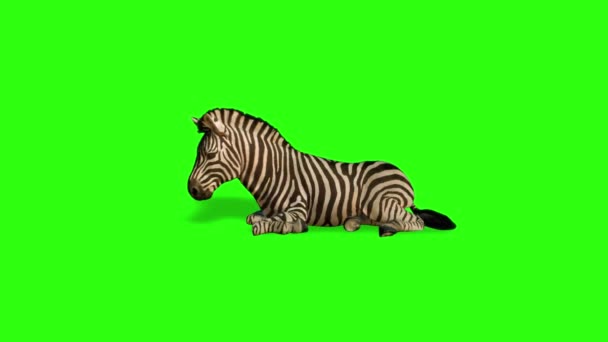 Zebra Står Grön Skärm — Stockvideo