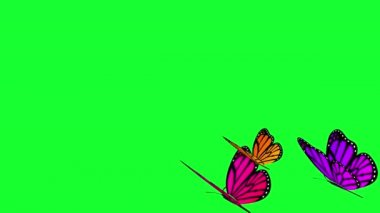 Kelebekler Yeşil Ekranda Uçuyor