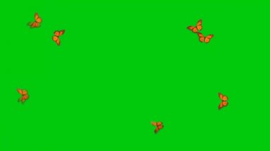 Kelebekler Yeşil Ekranda Uçuyor