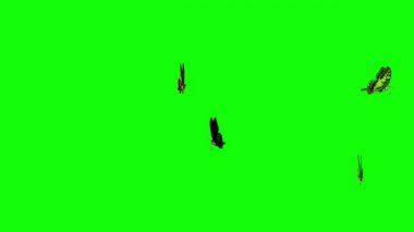 Kelebekler Yeşil Ekranda Uçuyor