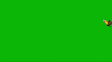 Kelebek Yeşil Ekranda Uçuyor