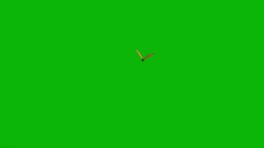 Kelebek Yeşil Ekranda Uçuyor