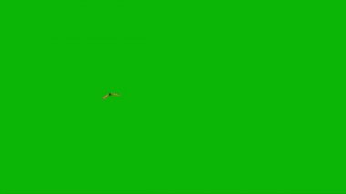 Kelebek Yeşil Ekranda Uçuyor