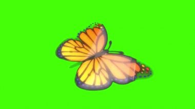 Kelebek Yeşil Ekranda Uçuyor