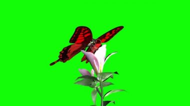 Kelebek Yeşil Ekranda Oturuyor