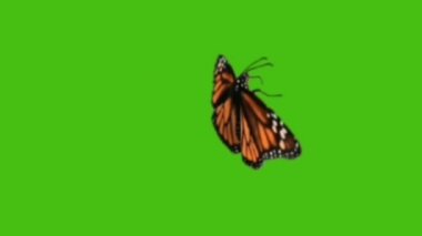 Kelebek Yeşil Ekranda Oturuyor