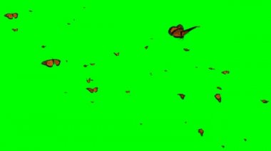 Yeşil Ekranda Uçan Kelebek Sürüsü