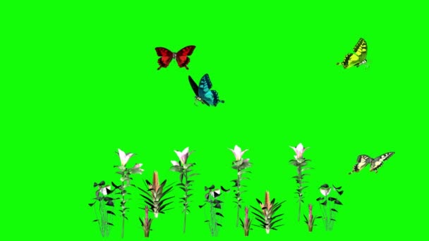 Pillangók Repül Zöld Képernyőn — Stock videók