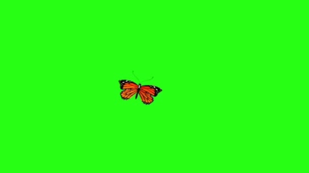 Mariposa Volando Pantalla Verde — Vídeo de stock