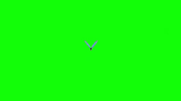 Kelebek Yeşil Ekranda Uçuyor — Stok video
