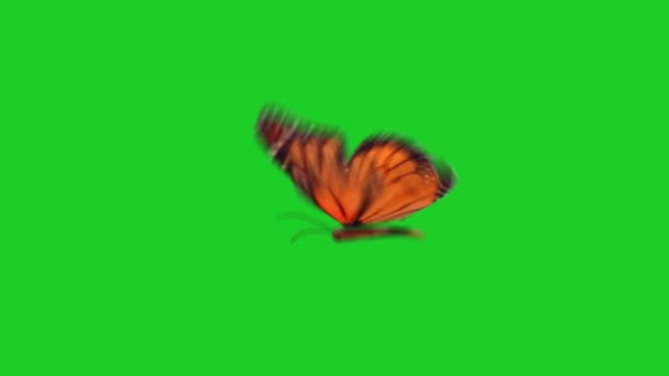 Fjäril Flying Grön Skärm — Stockvideo