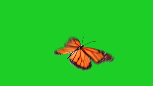 Mariposa Volando Pantalla Verde — Vídeo de stock