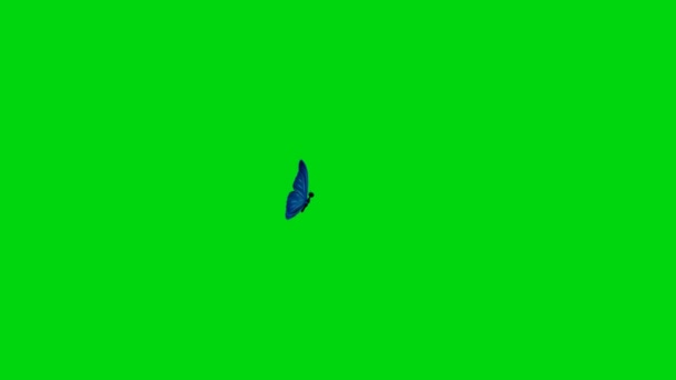 Butterfly Sitting Green Screen — Stock Video