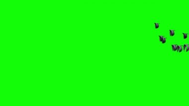 Yeşil Ekranda Uçan Güvercin Sürüsü
