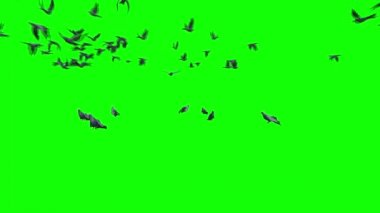 Yeşil Ekranda Uçan Güvercin Sürüsü