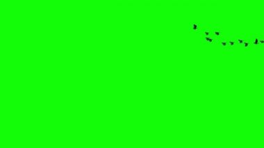 Yeşil Ekranda Uçan Güvercin Sürüsü