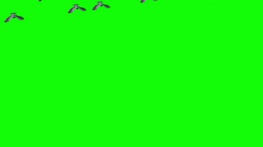 Yeşil Ekranda Uçan Güvercin Sürüsü