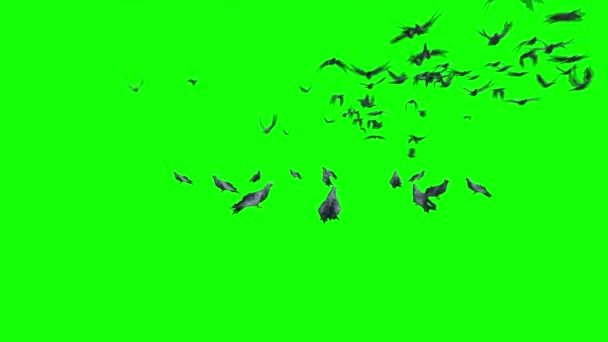 Птахи Літають Зеленому Екрані — стокове відео