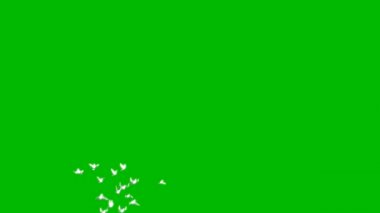 Yeşil Ekranda Uçan Güvercin Sürüsü