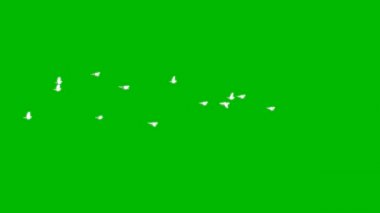 Yeşil Ekranda Uçan Güvercin Sürüsü