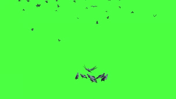 Stado Gołębi Latających Zielonym Ekranie — Wideo stockowe